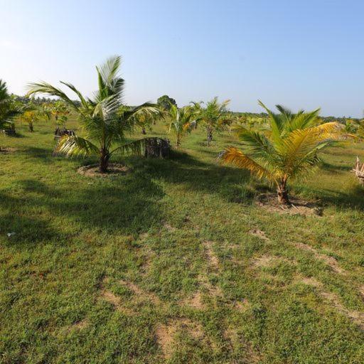Kayjay Palms Hotell Passikudah Exteriör bild
